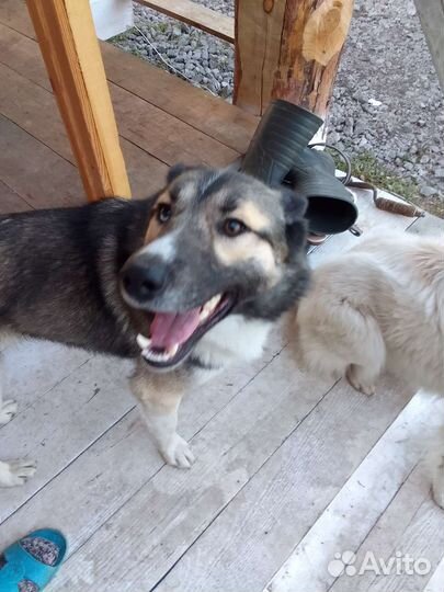 Собака в добрые руки