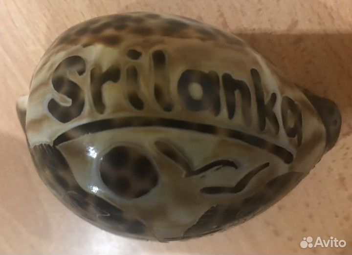 Ракушка большая сувенирная