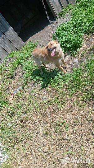 Собака в добрые руки