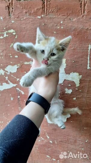 Разноцветные котята