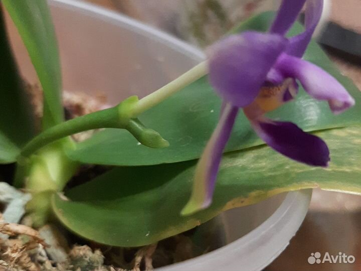 Орхидея от mituo Violacea Indigo