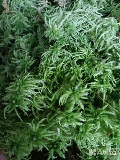 Мох сфагнум живой