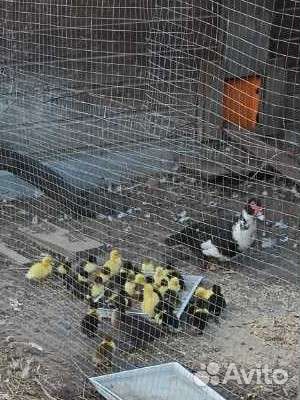 Мускусные утята индоутки