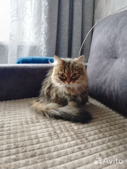 Сибирская кошечка