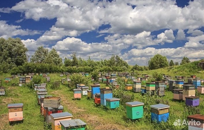 2023 Мед из Алтая опт