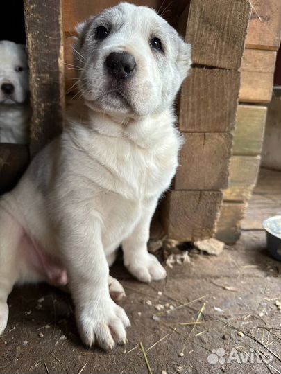 Щенки Алабая (сао) от Чемпионов России