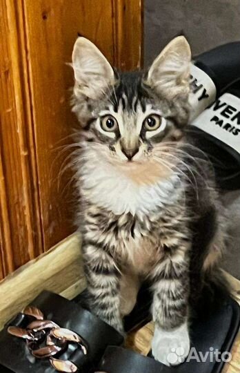 Котики бесплатно в добрые руки