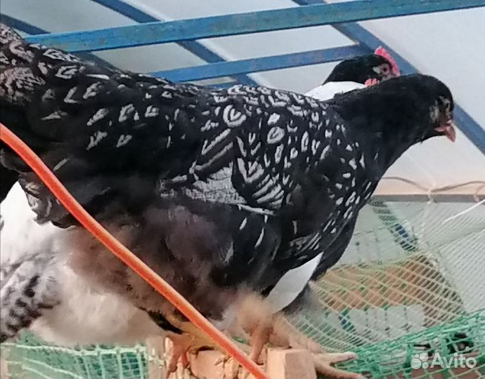 Барневельдеры