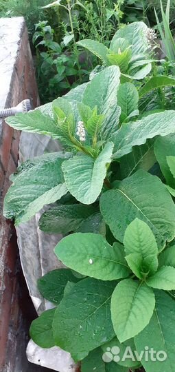 Лаконос для сада или фитолакки