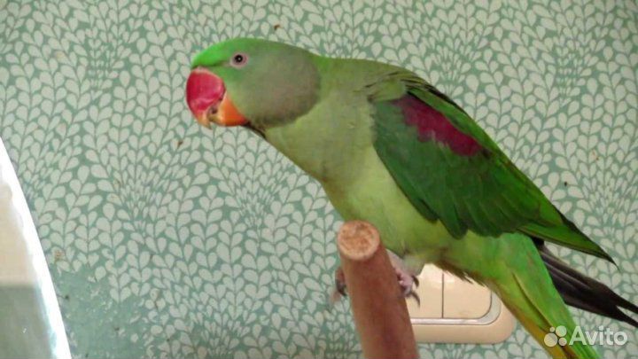 Молодой Александрийский попугай