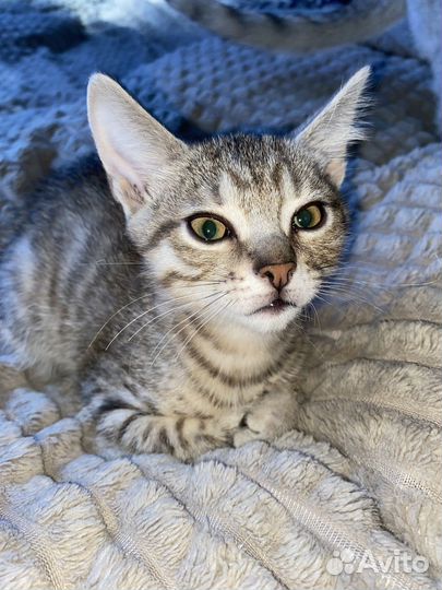 Котенок мальчик