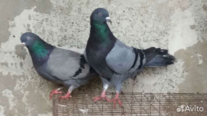 Бакинские голуби