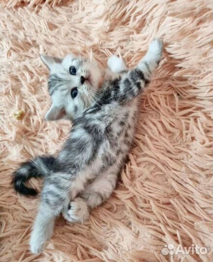 Шотландские бурундучата