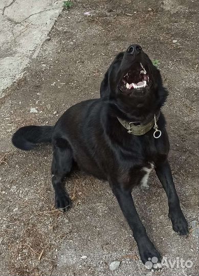 Собака в добрые руки