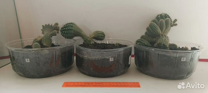 Цветы домашние в горшках