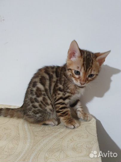 Бенгальские котята