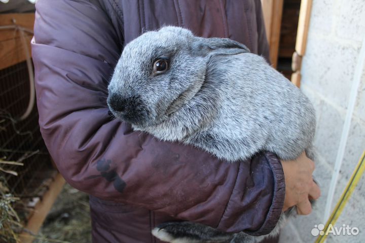 Кролики