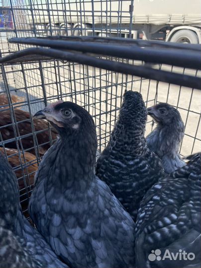 Куры молодки петухи
