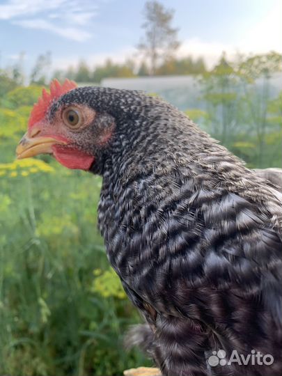 Молодые петушки