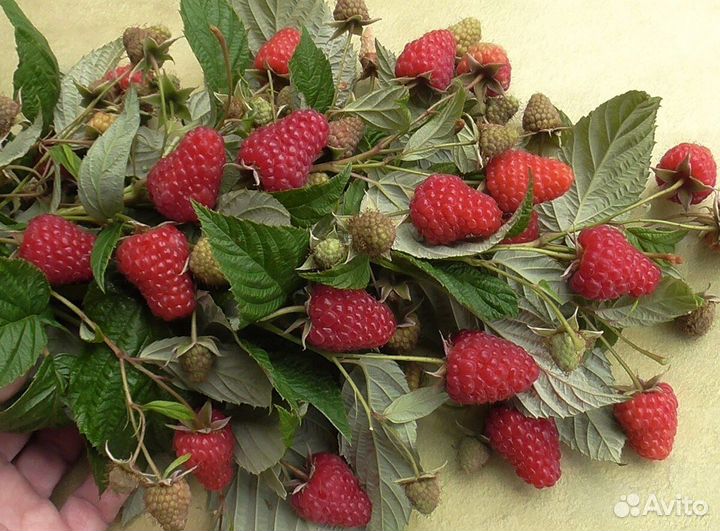 Саженцы малины, смородины, клубники:Карамелька