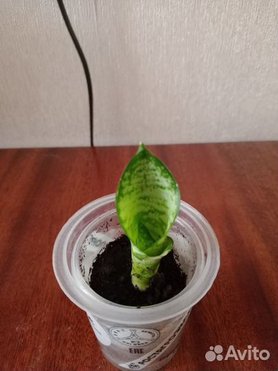 Комнатные цветы