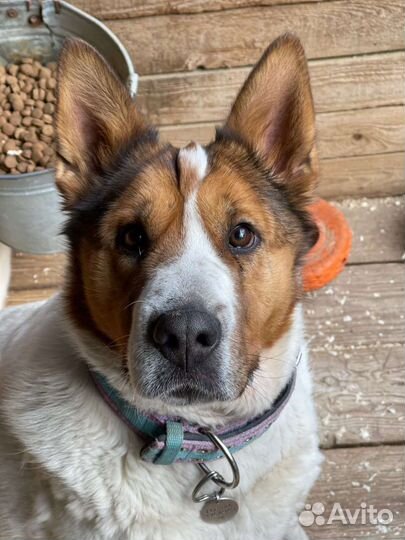 Ласковая девочка