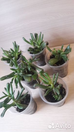 Крассула хоббит.(Толстянка)