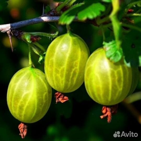 Растения кустарники