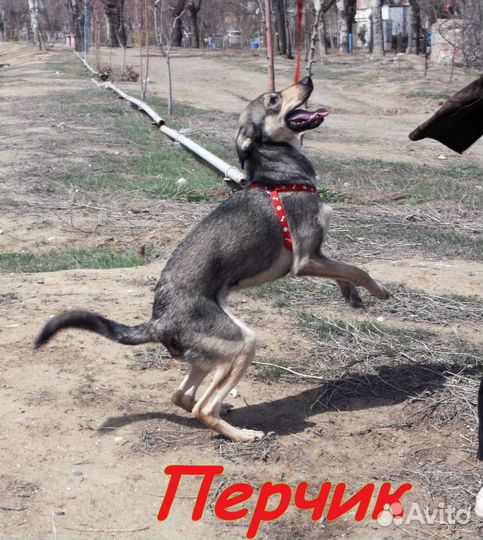 Комнатный пёсик