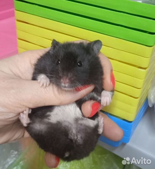 Сирийские,джунгарские хомяки(выбор клеток)