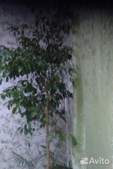 Роициссус, растет в большом глиняном горшке