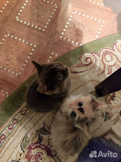 Котята в добрые руки девочки