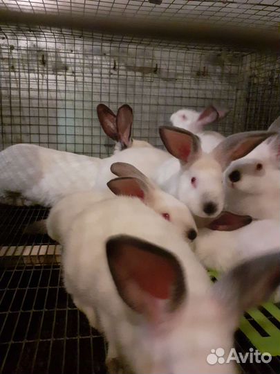 Крольчата