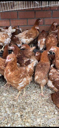 Куры молодки