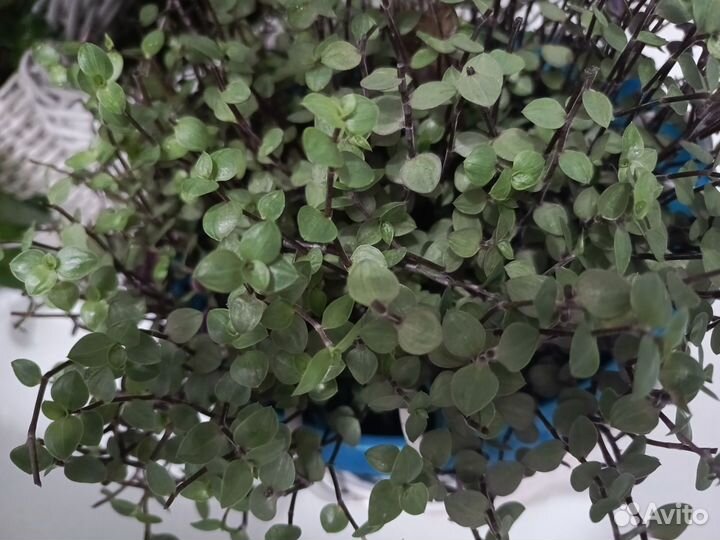 Кализия зеленая