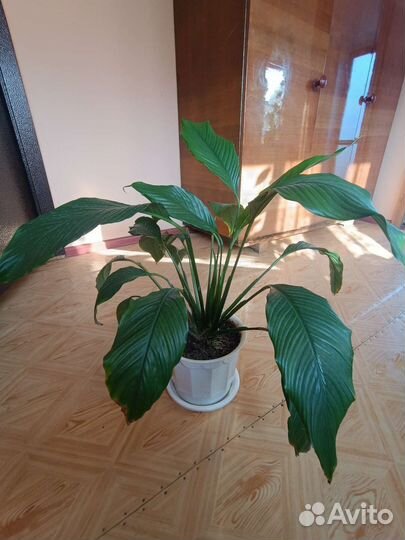 Спатифиллум