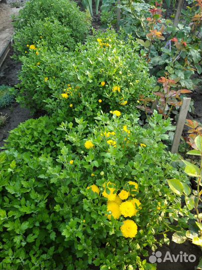 Хризантема шаровидная