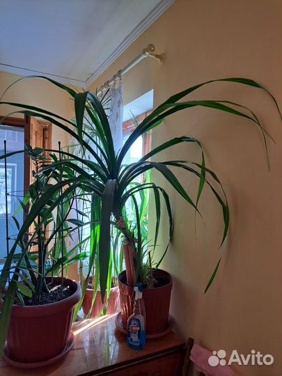 Панданус, Юкка, Фикус каучуконосный