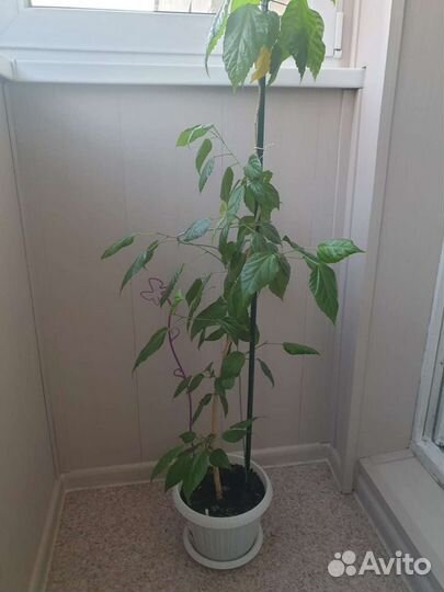 Гибискус китайская роза