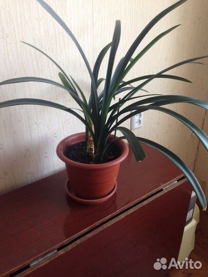 Кливия Благородная с кашпо растения цветы