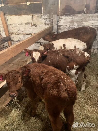 Б телята и бычки