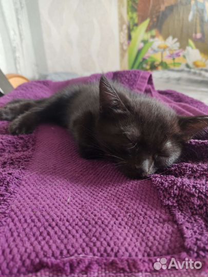 Кошки в добрые руки бесплатно