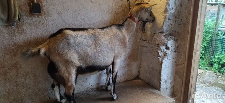 Коза дойная