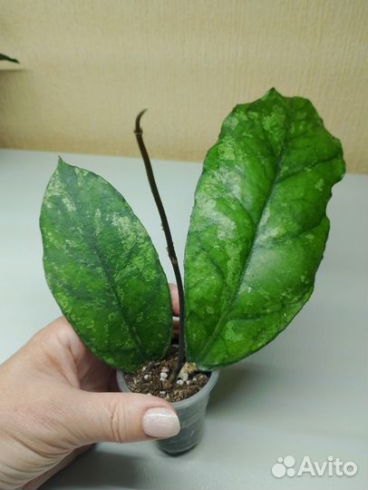 Хойи укорененные