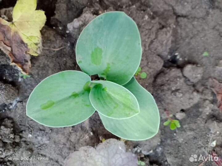 Хоста 2 сортов