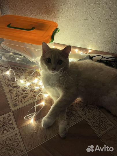 Отдам котика в добрые руки