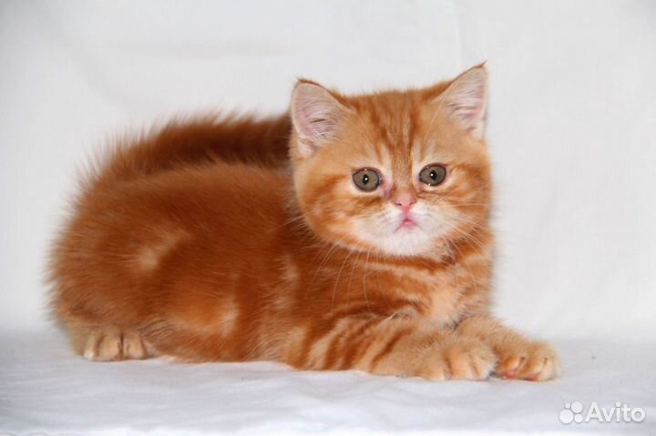 Шотландские вислоухие и прямоухие котята