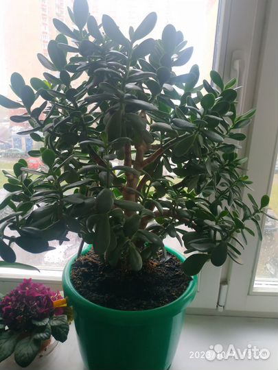 Толстянка денежное дерево