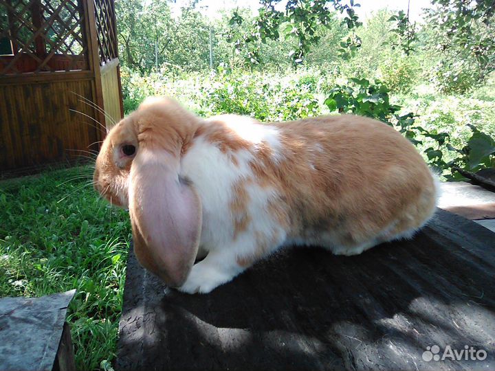 Французский баран