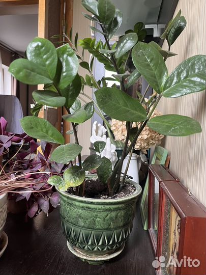 Замиокулькас в керамическом горшке